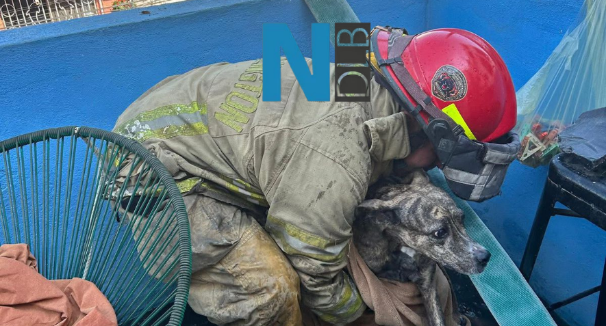 Rescatan a dos perros tras incendio en departamento – Noticias de la ...